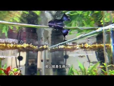 魚一直死風水|【家居風水】為什麼你養的魚會經常死，預示著什麼？如何養魚能。